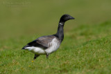 Pale-bellied Brant (Branta bernicla ssp hrota)
