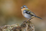 Azores Chaffinch (Fringilla moreletti)