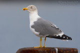 Yellow-legged Gull (Larus michahellis ssp atlantis)