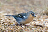 Chaffinch (Fringilla coelebs ssp moreletti)