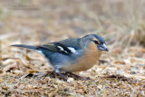 Azores Chaffinch (Fringilla moreletti)