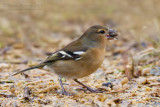 Chaffinch (Fringilla coelebs ssp moreletti)