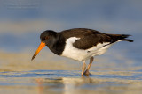 Eurasian Oystercatcher (Haematopus ostralegus)
