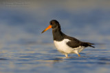 Eurasian Oystercatcher (Haematopus ostralegus)