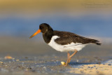 Eurasian Oystercatcher (Haematopus ostralegus)