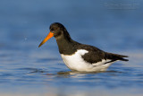 Eurasian Oystercatcher (Haematopus ostralegus)