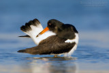 Eurasian Oystercatcher (Haematopus ostralegus)