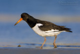 Eurasian Oystercatcher (Haematopus ostralegus)