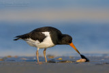 Eurasian Oystercatcher (Haematopus ostralegus)