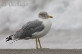 Azores Yellow-legged Gull (Larus michahellis atlantis)