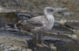 Azores Yellow-legged Gull (Larus michahellis atlantis)