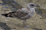 Azores Yellow-legged Gull (Larus michahellis atlantis)