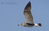 Azores Yellow-legged Gull (Larus michahellis atlantis)