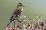 Azores Chaffinch (Fringilla moreletti)