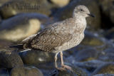 Azores Yellow-legged Gull (Larus michahellis atlantis)