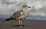 Azores Yellow-legged Gull (Larus michahellis atlantis)