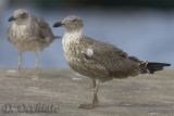 Azores Yellow-legged Gull (Larus michahellis atlantis