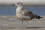 Azores Yellow-legged Gull (Larus michahellis atlantis