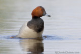 Common Pochard (Aythya ferina)