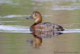 Common Pochard (Aythya ferina)