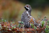 Hazel Grouse (Bonasa bonasia)