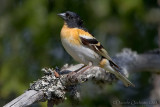 Brambling (Fringilla montifringilla)