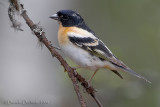 Brambling (Fringilla montifringilla)