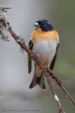 Brambling (Fringilla montifringilla)