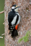 Great Spotted Woodpecker (Dendrocopos major)