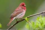 Scarlet Rosefinch (Carpodacus erythrinus)