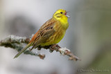 Yellowhammer (Emberiza citrinella)