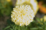 SDIM0203.jpg