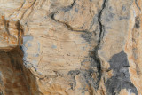 100 Million Year Old Redwood