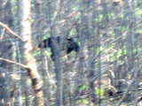 Black Bear Near Road