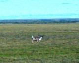 Lone Caribou on the Move