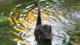 Black swan at Napa