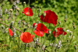 Along the garden path