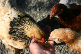 Feeding time