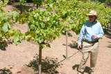 Grapevine primer