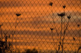 FENCE AND THORNS