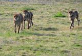 Cheetahs approaching.