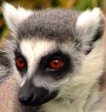 Lemur face. smart.jpg