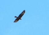 Harrier on patrol.jpg