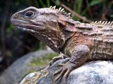 Tuatara 2.jpg