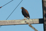 Harriss Hawk, Rayne, LA, 11/2/09