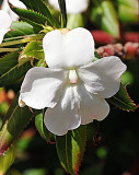 3753 White Flower