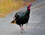 3703 hen Turkey on road