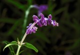 3382 Purple Flower