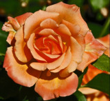 4045  Orange Rose