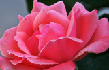 4071 Rose Macro